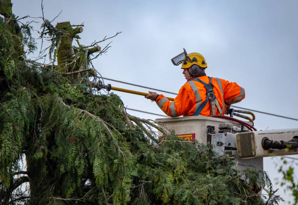 Tree and Shrub Care